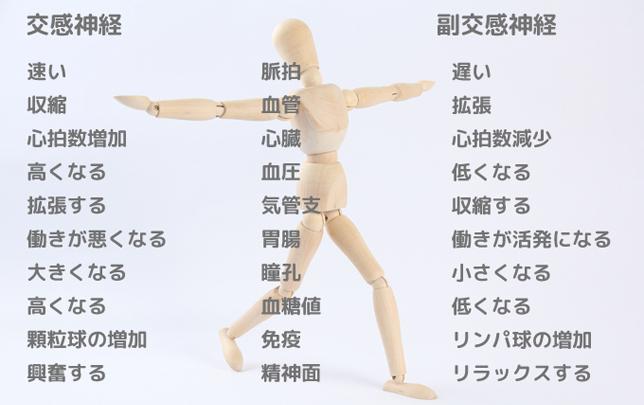 交感神経副交感神経