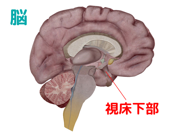 脳　視床下部